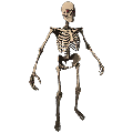 Skeleton Costume Skin